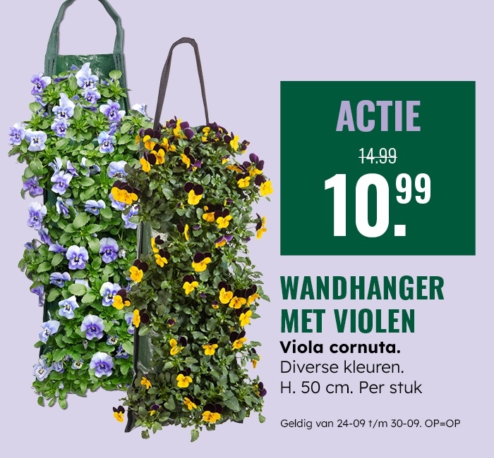 Weekaanbieding: Wandhanger met violen