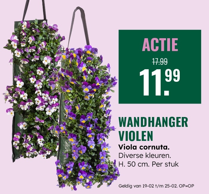 Weekaanbieding: Wanhanger violen