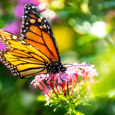 Bijen- en vlinderlokkers | GroenRijk Doetinchem