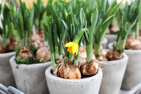 Bollen op pot | GroenRijk Doetinchem