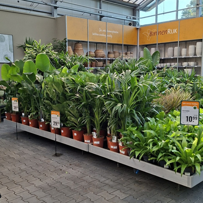 Kamerplanten | GroenRijk Doetinchem