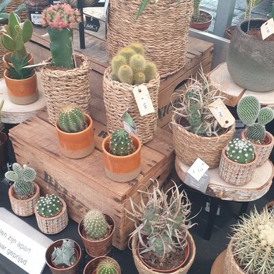 Cactussen en vetplanten