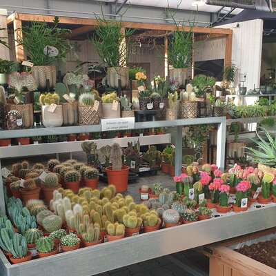 Cactussen en vetplanten