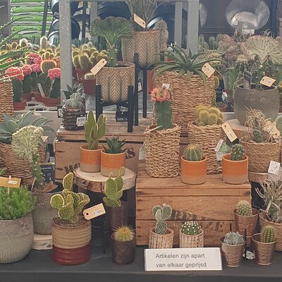 Cactussen en vetplanten