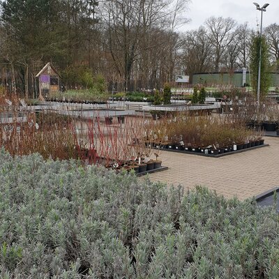 Tuinplanten