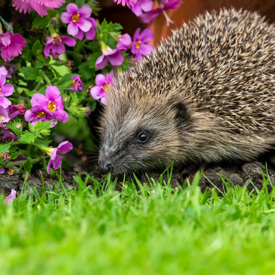 Dieren in de tuin