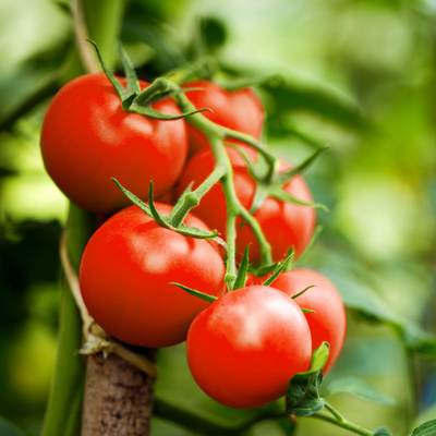 Fruit, groente en kruiden | GroenRijk Doetinchem