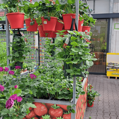 Fruit, groente en kruiden