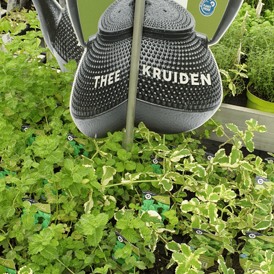 Fruit, groente en kruiden