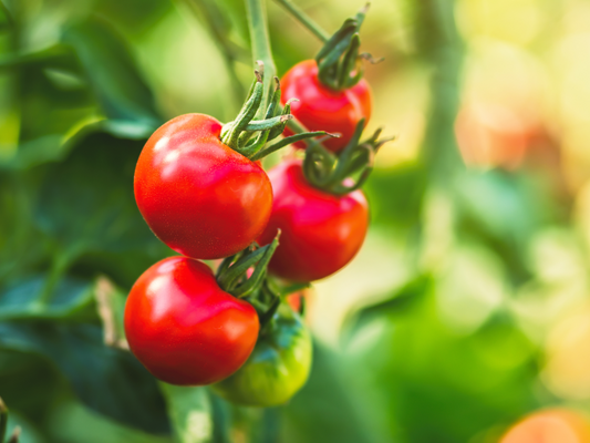 Fruit, groente en kruiden