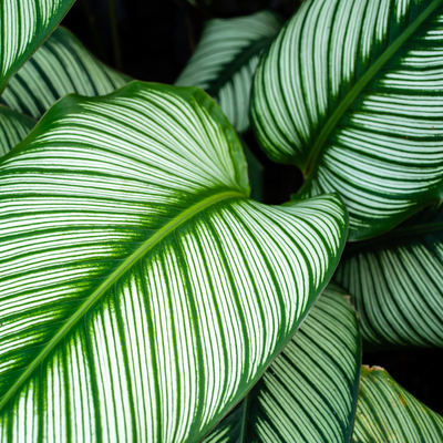 Groene kamerplanten