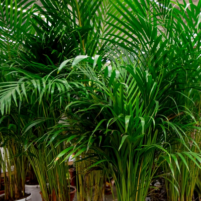 Grote kamerplanten | GroenRijk Doetinchem