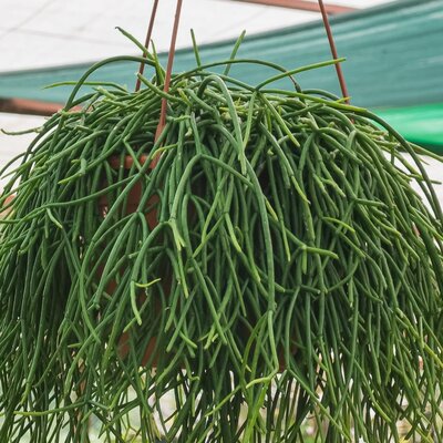 Hangplanten