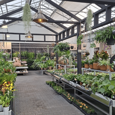 Kamerplanten | GroenRijk Doetinchem