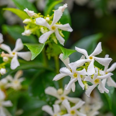 Klimplanten | Tuincentrum GroenRijk Doetinchem