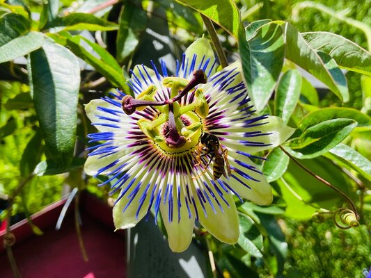 Klimplanten | Tuincentrum GroenRijk Doetinchem