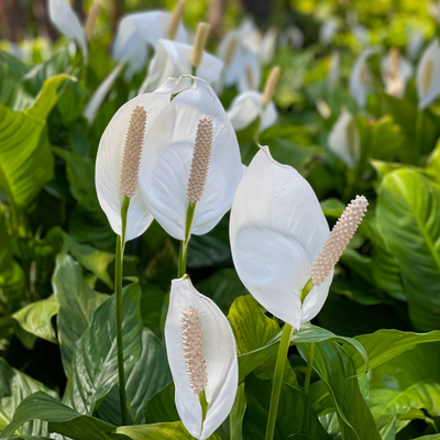 Luchtzuiverende kamerplanten