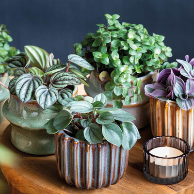 Mini kamerplanten | GroenRijk Doetinchem