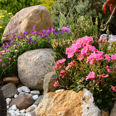 Rotsplanten | GroenRijk Doetinchem