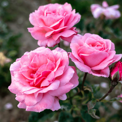 Rozen | Tuincentrum GroenRijk Doetinchem