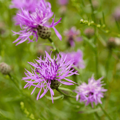 Wild & inheems | Tuincentrum GroenRijk Doetinchem