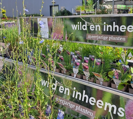 Wild en inheems