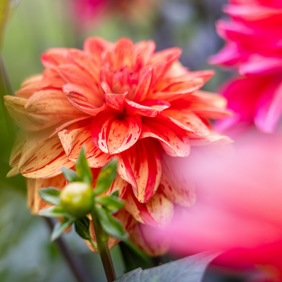 Zomerbollen | Tuincentrum GroenRijk Doetinchem